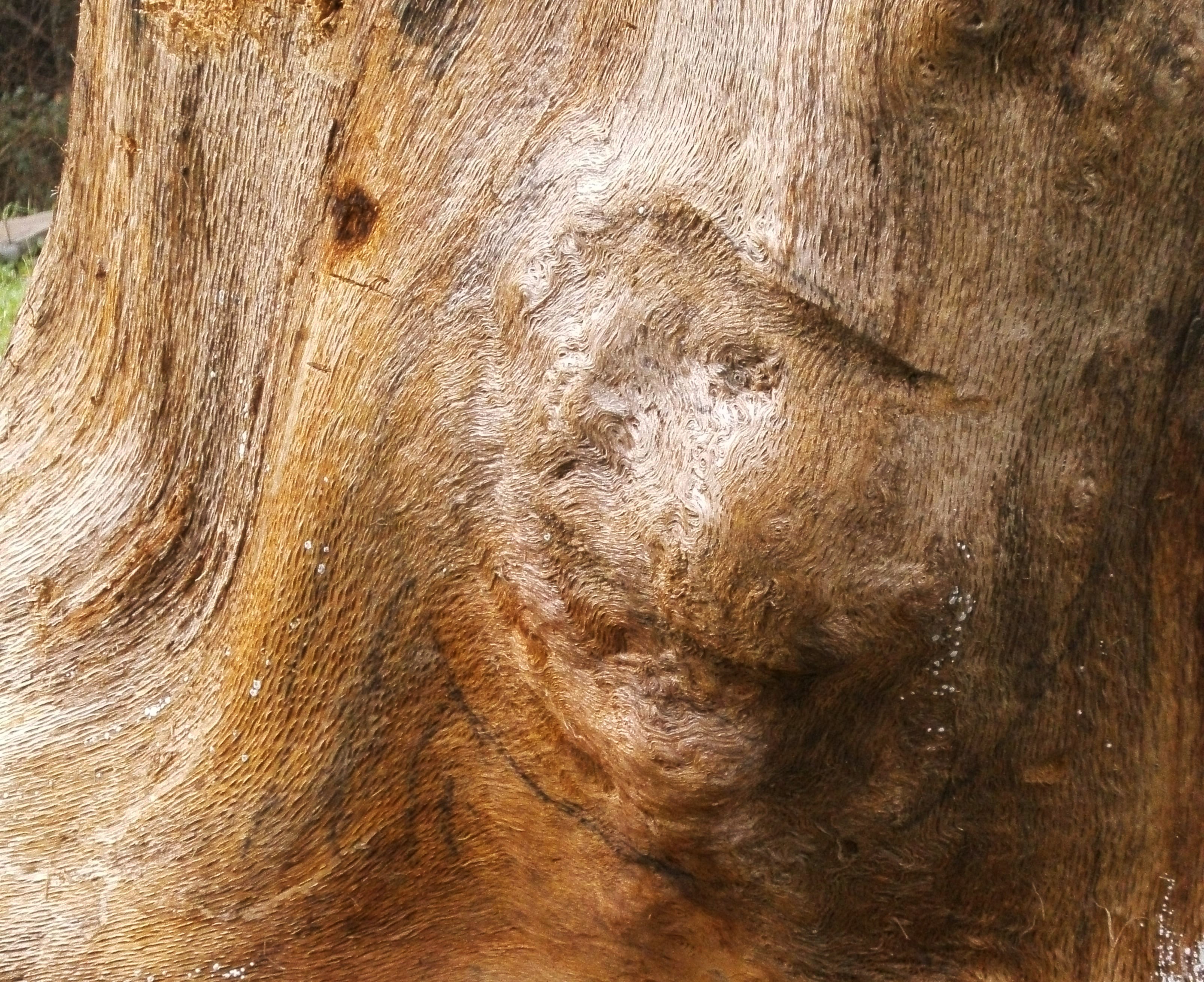 tronco faccia.jpg