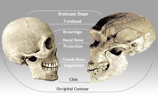 sapiens_neanderthal_comparison.gif