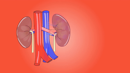 kidneys 2.gif