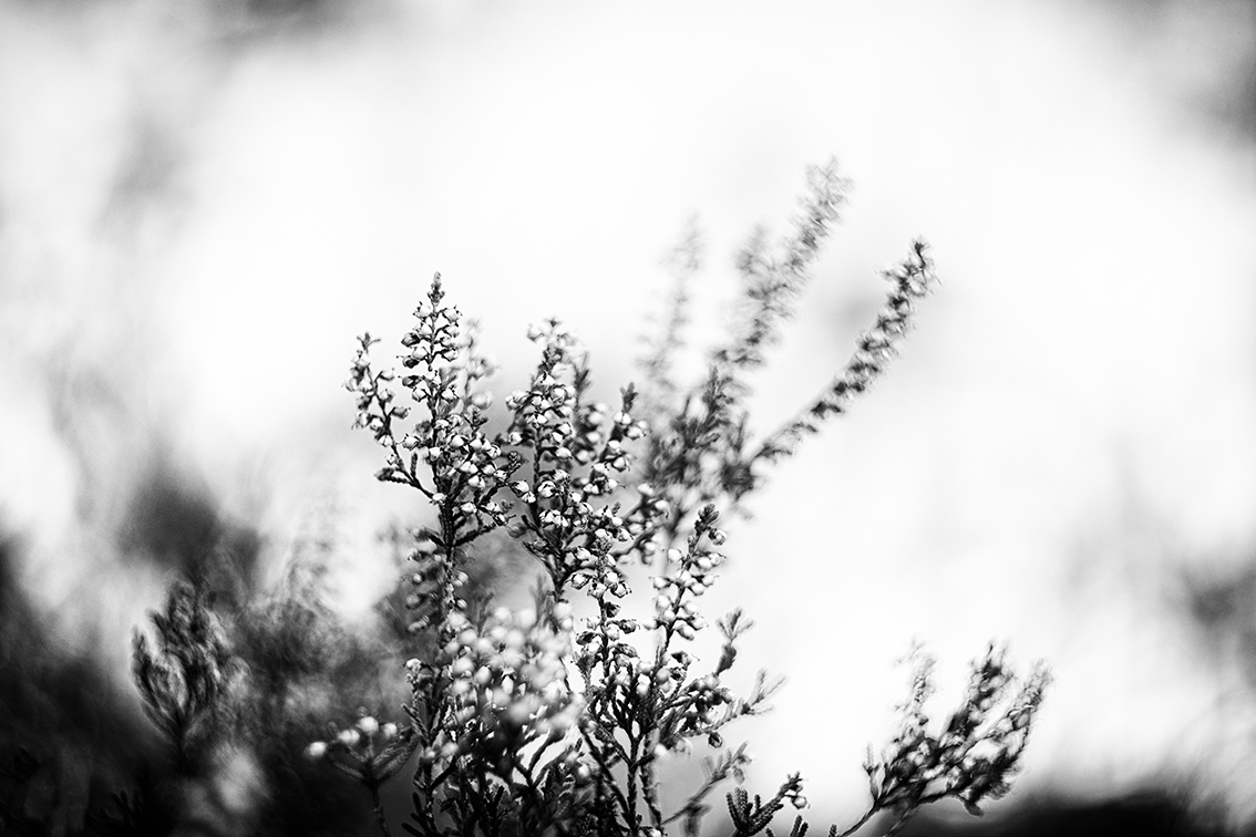 DSC01730-FN2-ST.png