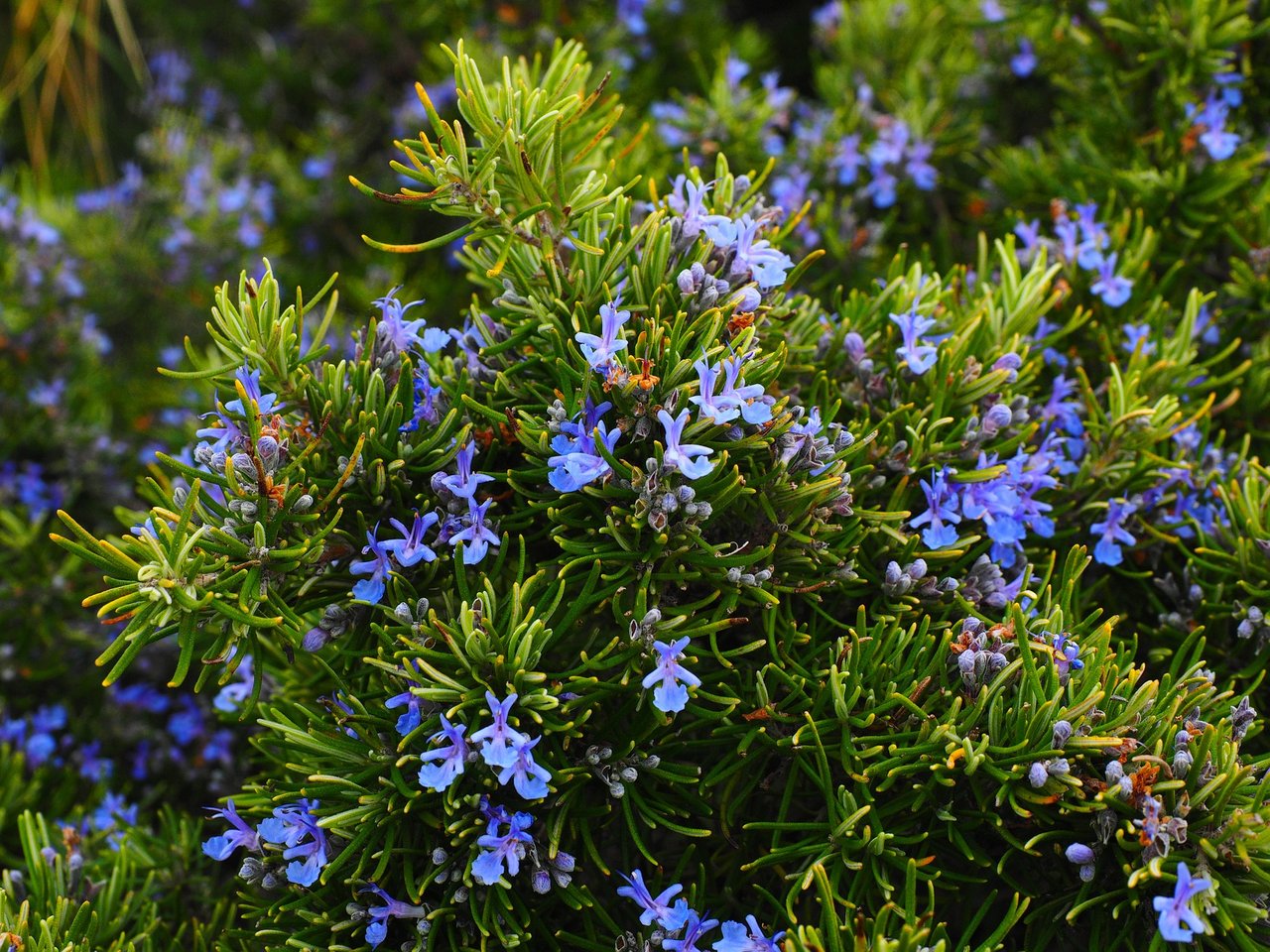 rosemary-1090419_1920.jpg