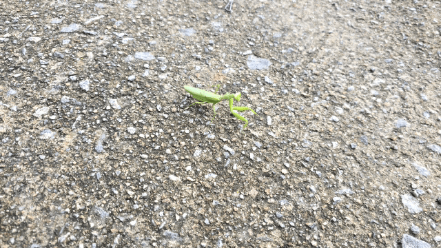 1000142067.gif