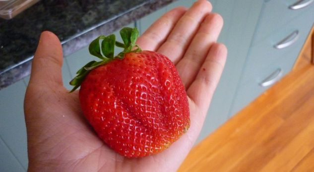 This Is The Biggest Strawberry In The World Steemkr