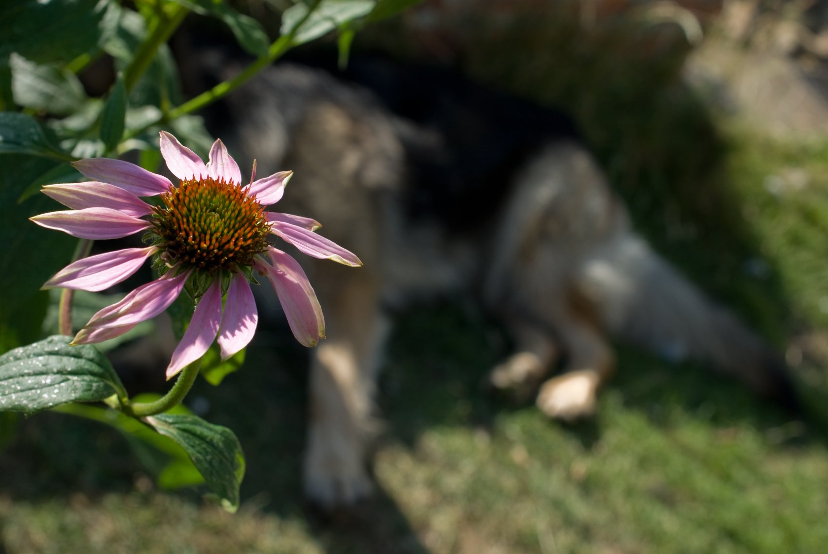 shanti-flowerhead.jpg