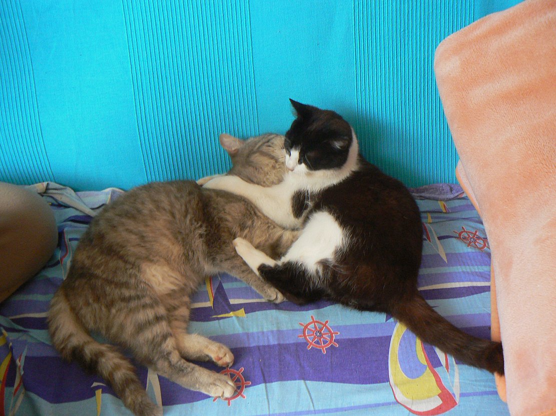 P1900512 samoMALO.jpg