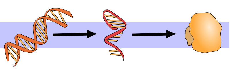Molbio-Header.svg.png