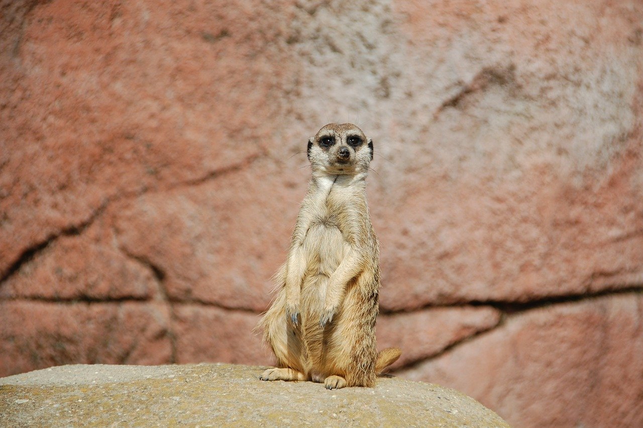 meerkat-162217_1280.jpg