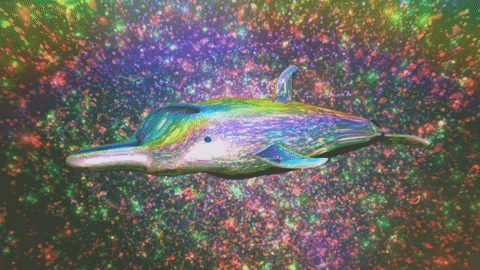 Mega dolphin-giphy.gif