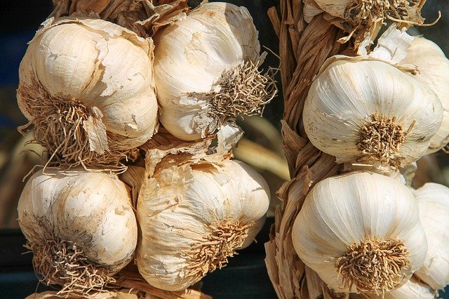 garlic-3747176_640.jpg