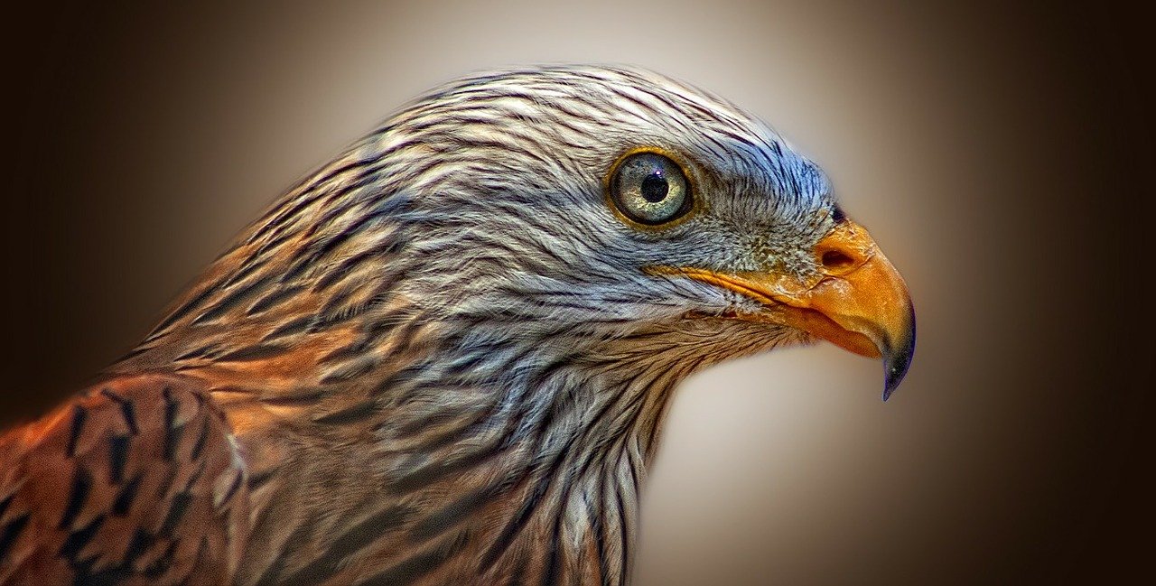 red-kite-50498_1280.jpg