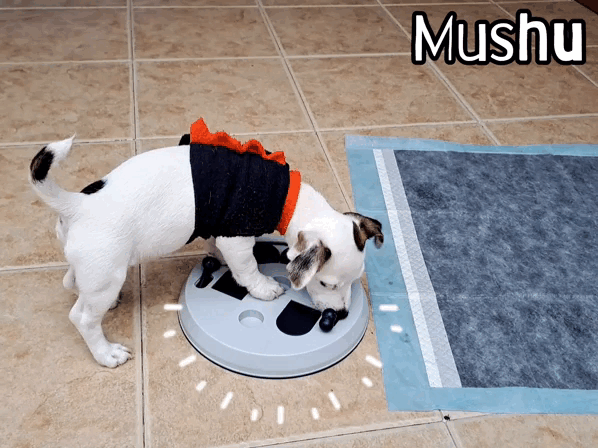 1000033758.gif