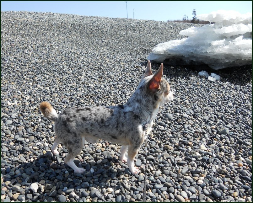 granite on beach.jpg