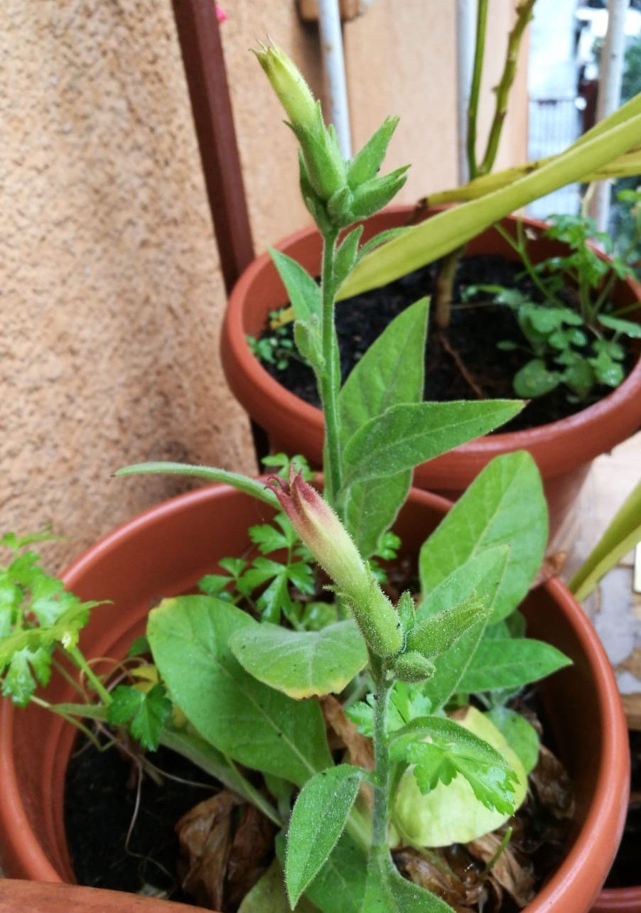 Nicotiana Tabacum 2019.jpeg