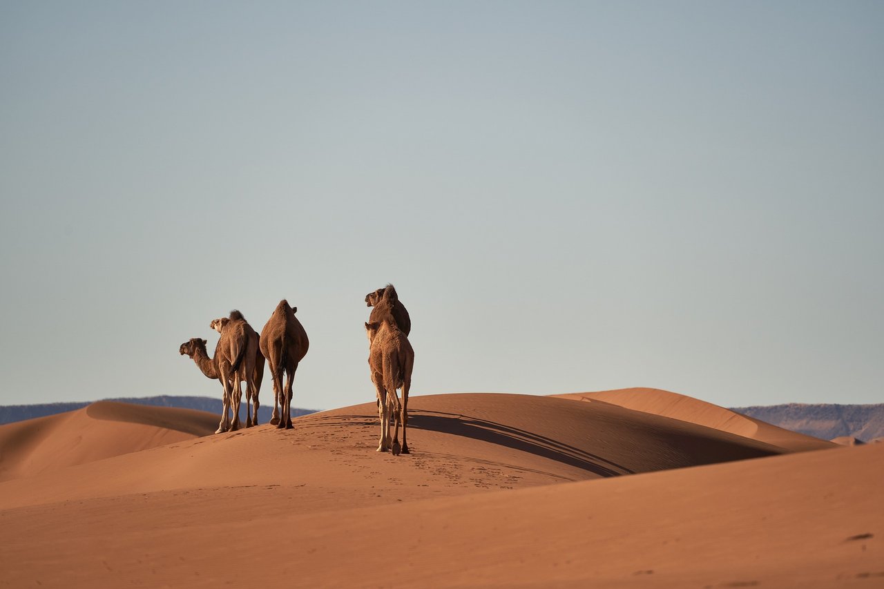 camels-4134934_1920.jpg