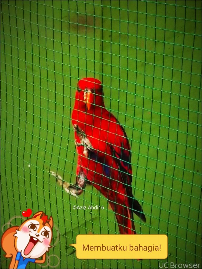 Burung