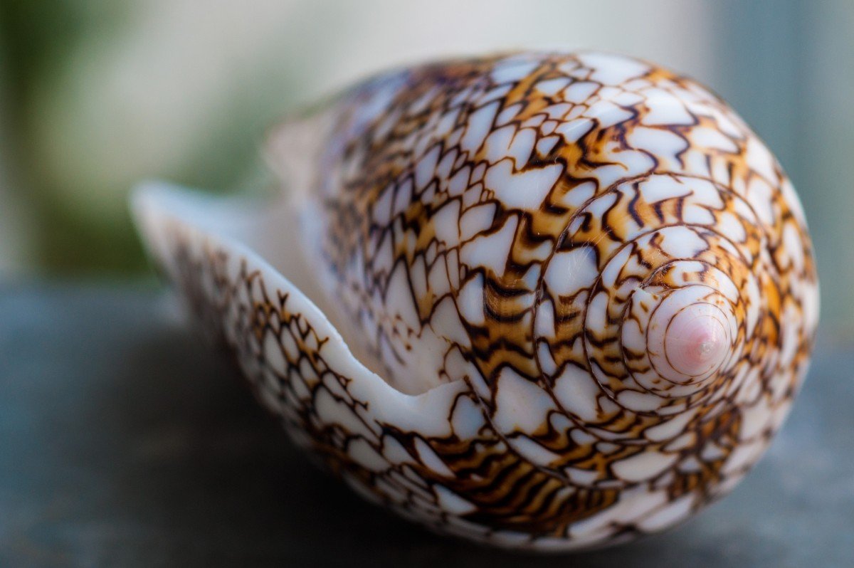 shell_seychelles_summer_nature-1410831.jpg