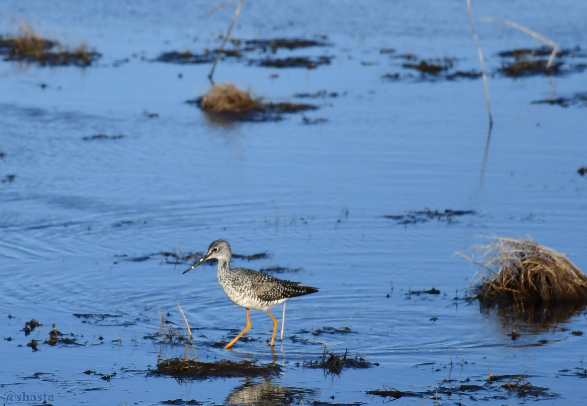 shasta2018may27th47sandpiper8io.jpg