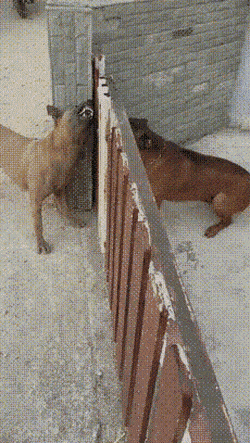 댕댕이 특징2.gif