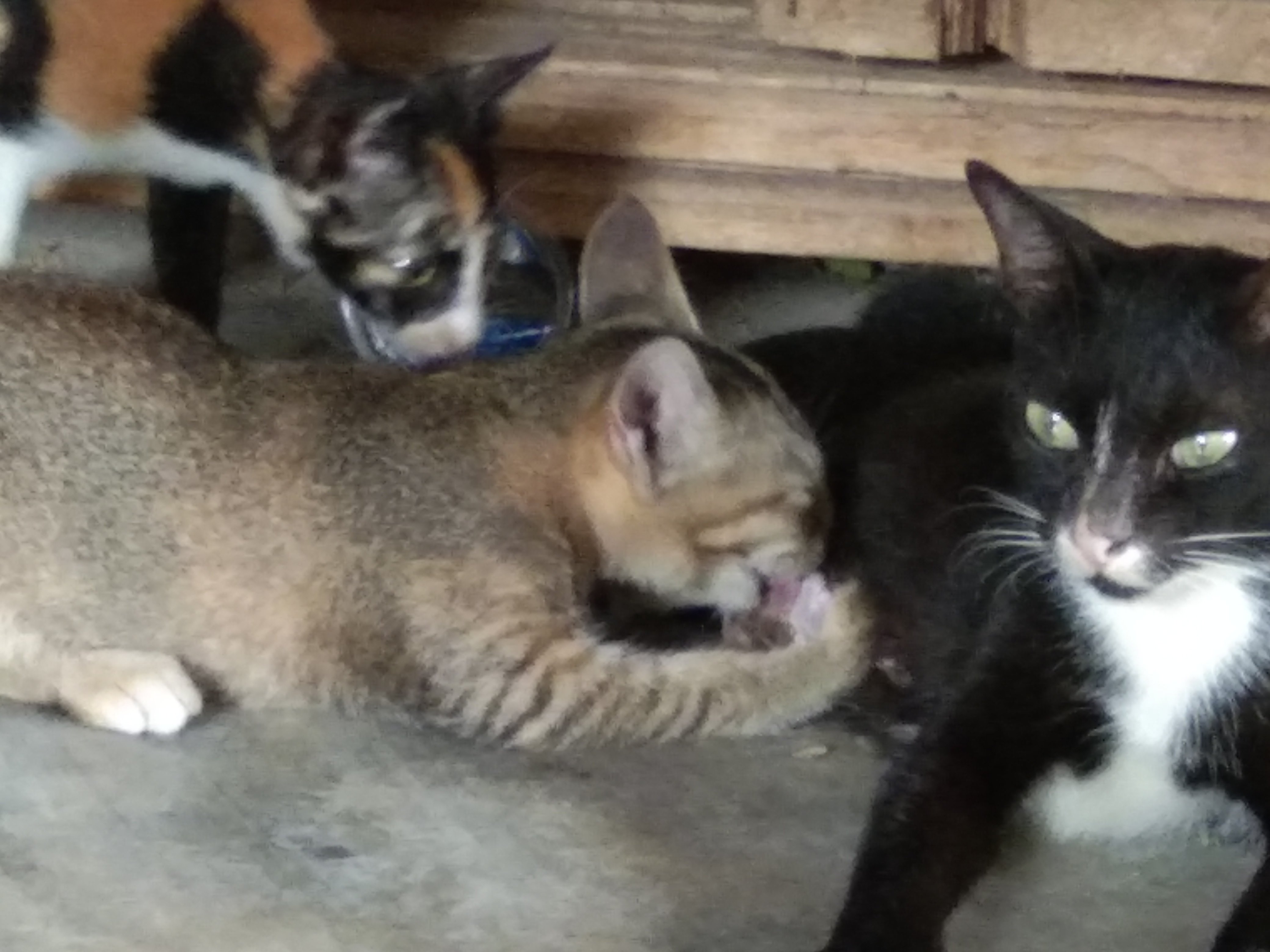 Kucing Lagi Menyusui Steempeak
