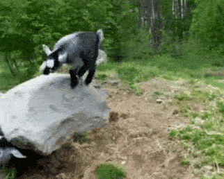 http---mashable.com-wp-content-uploads-2013-03-Hopping-Goat.gif