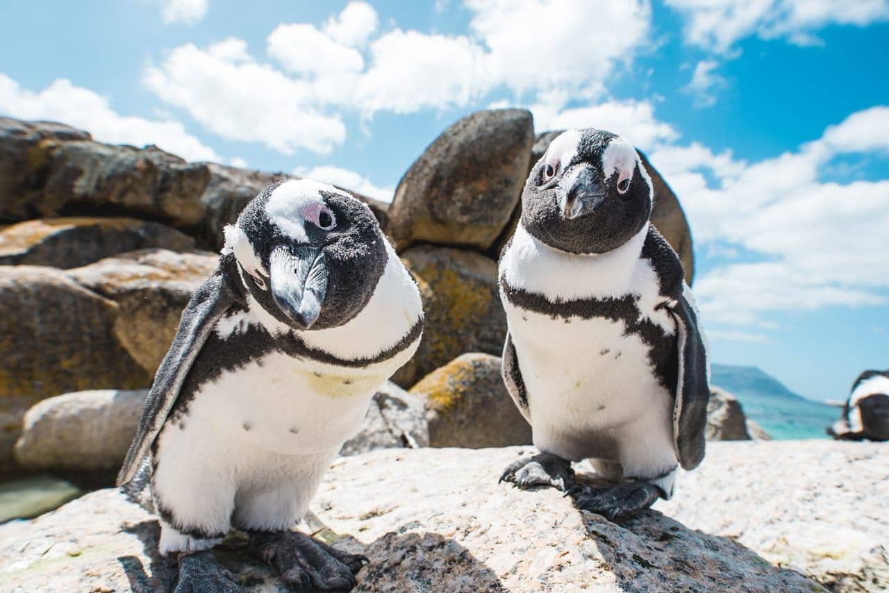 Two_penguins_looking_into_camera_boulders_craig_howes.jpg