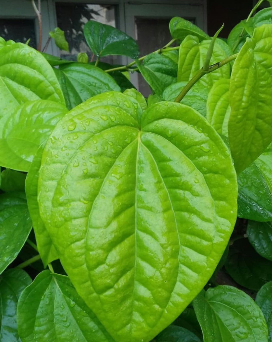 &quot;Betel Leaf Can Be Conjured Into Medicine&quot; — Steemkr