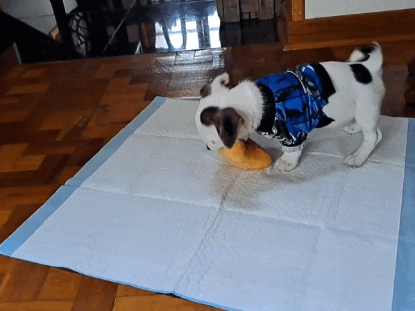 1000023499.gif