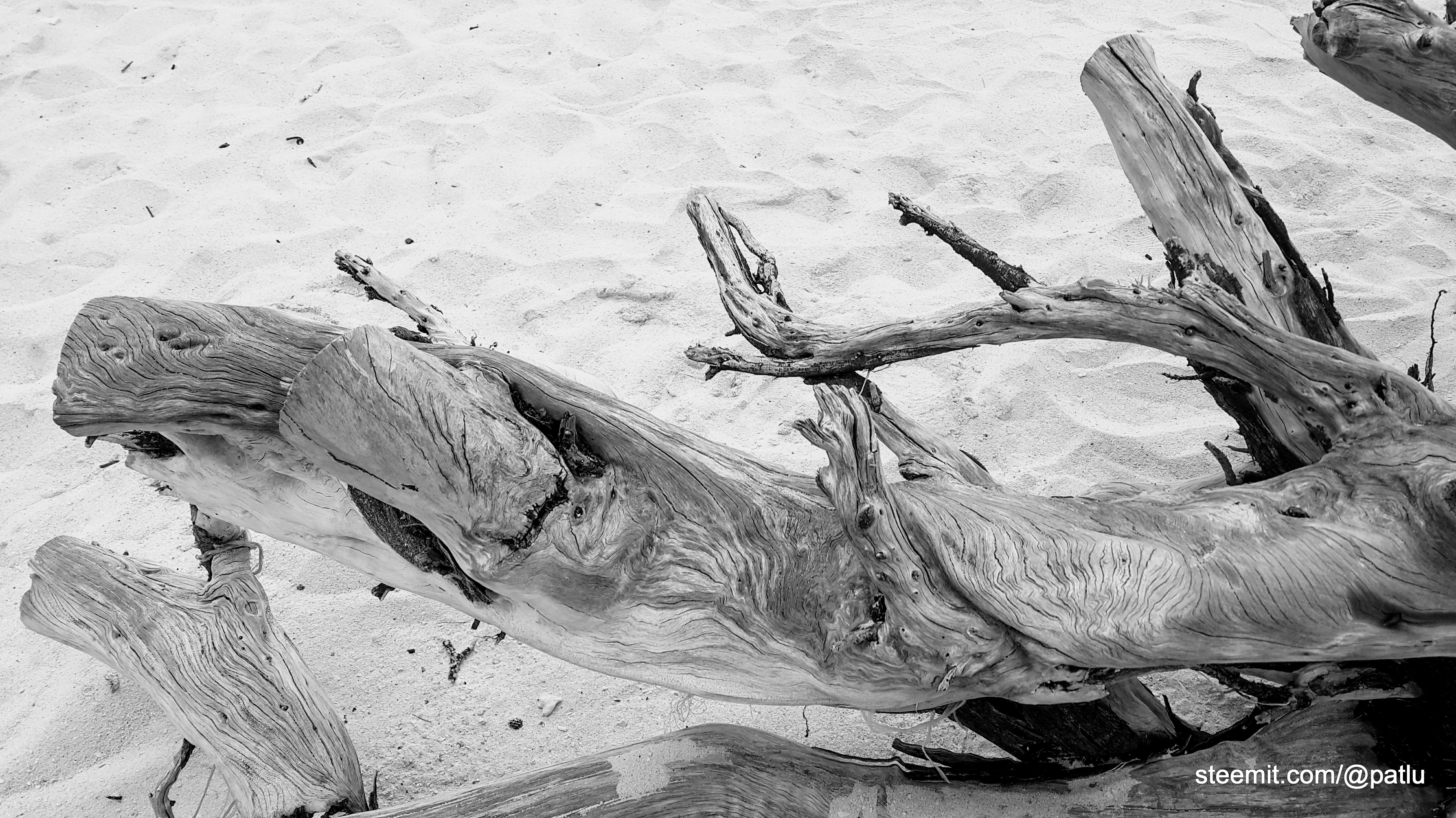 Fallen Tree.jpg
