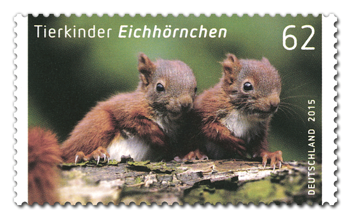 004669_BM_Tierkinder_Eichhoernchen.gif