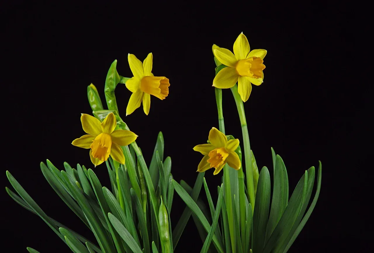 daffodil-7891508_1280.webp