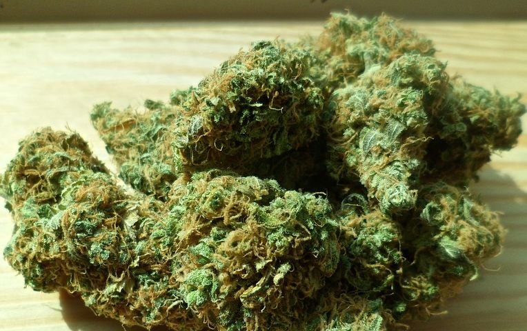 cannabis-448661__480.jpg