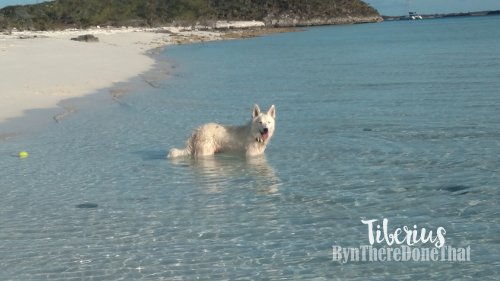 water-fetch.jpg