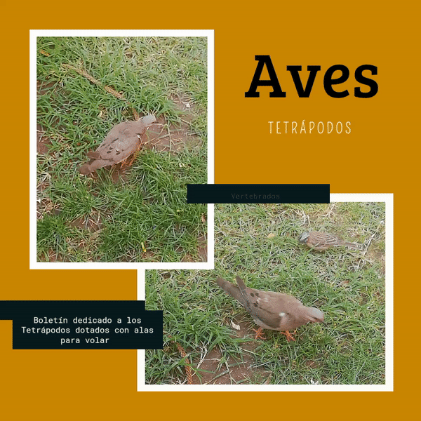 aves1.gif