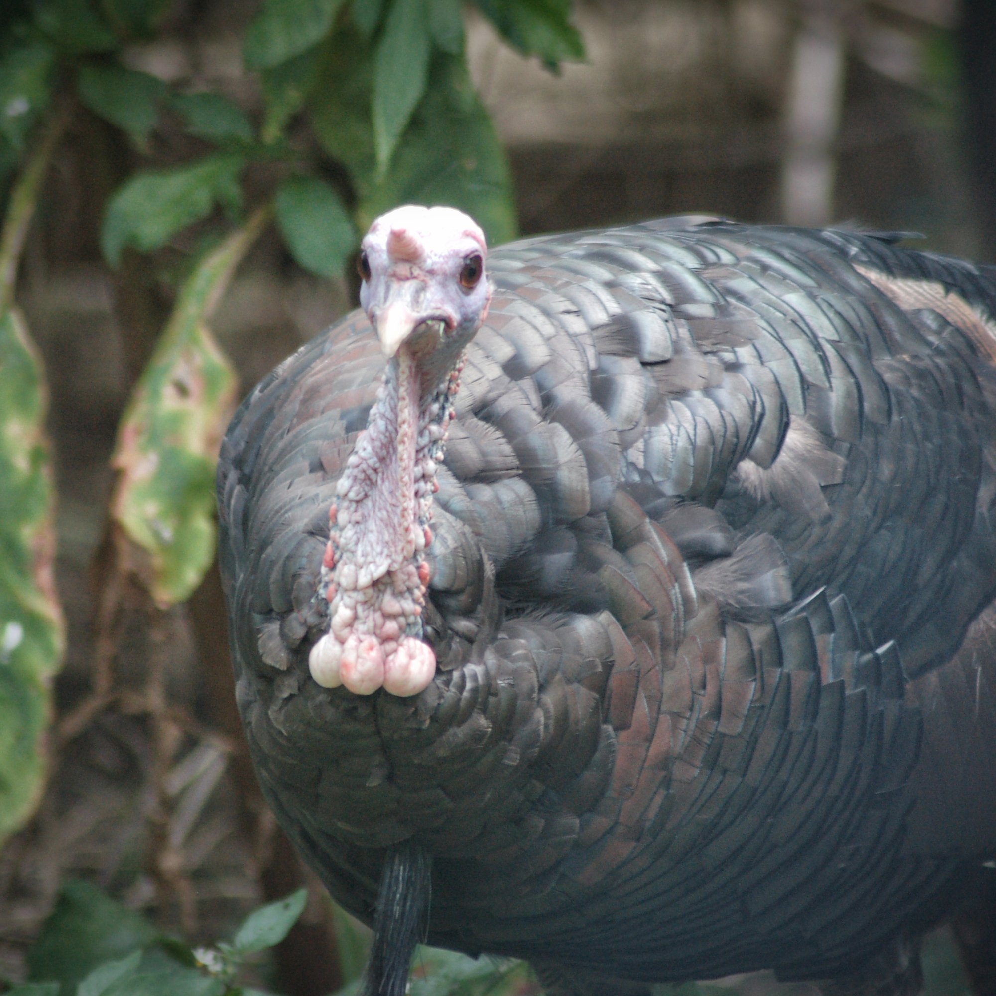 COAST Fat Turkey.jpg