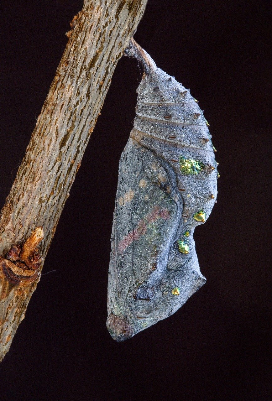 red-admiral-3978413_1280.jpg