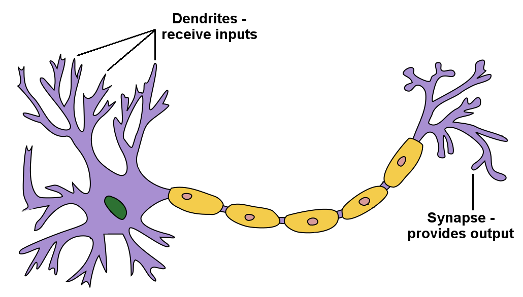 neuron.png