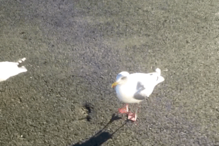 dancing gull.gif