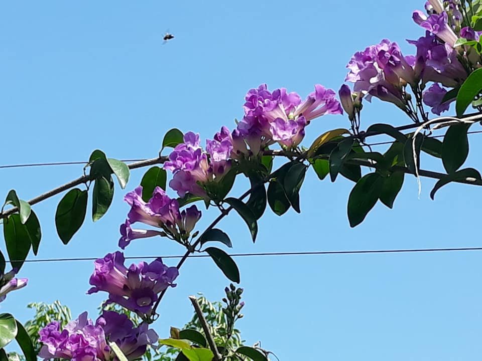 flowers garlic vine with feng.jpg