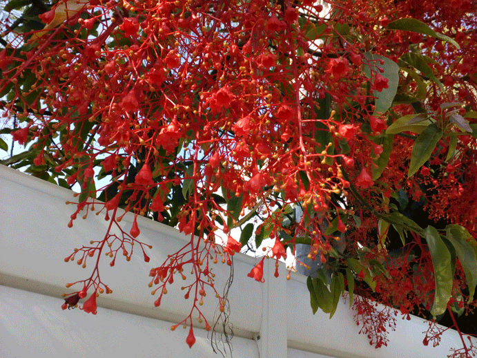 Brachychiton-acerifolium-4.gif