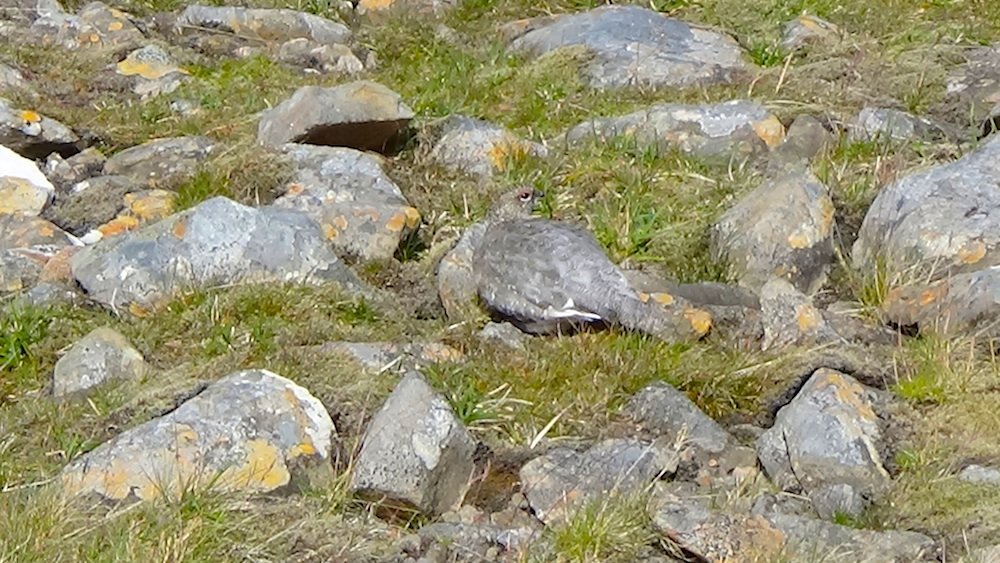 22 Another one of the ptarmigan looking round.jpg