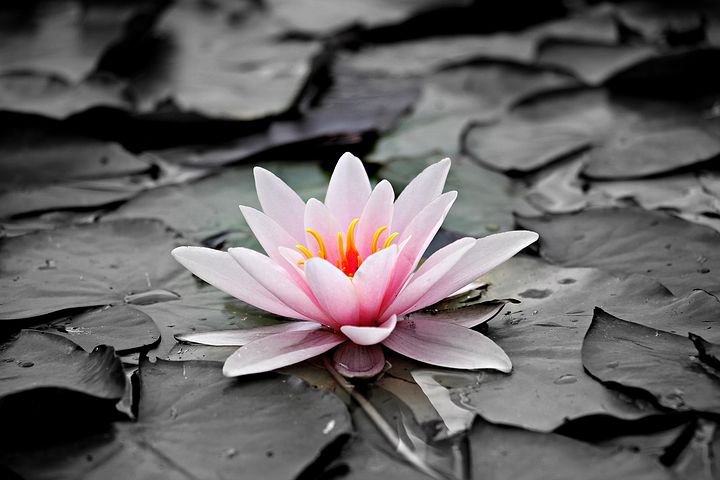 water-lily-1510707__480.jpg