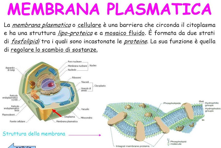 membrana plasmatica.jpg