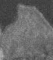 Mariani greyscale detail.jpg