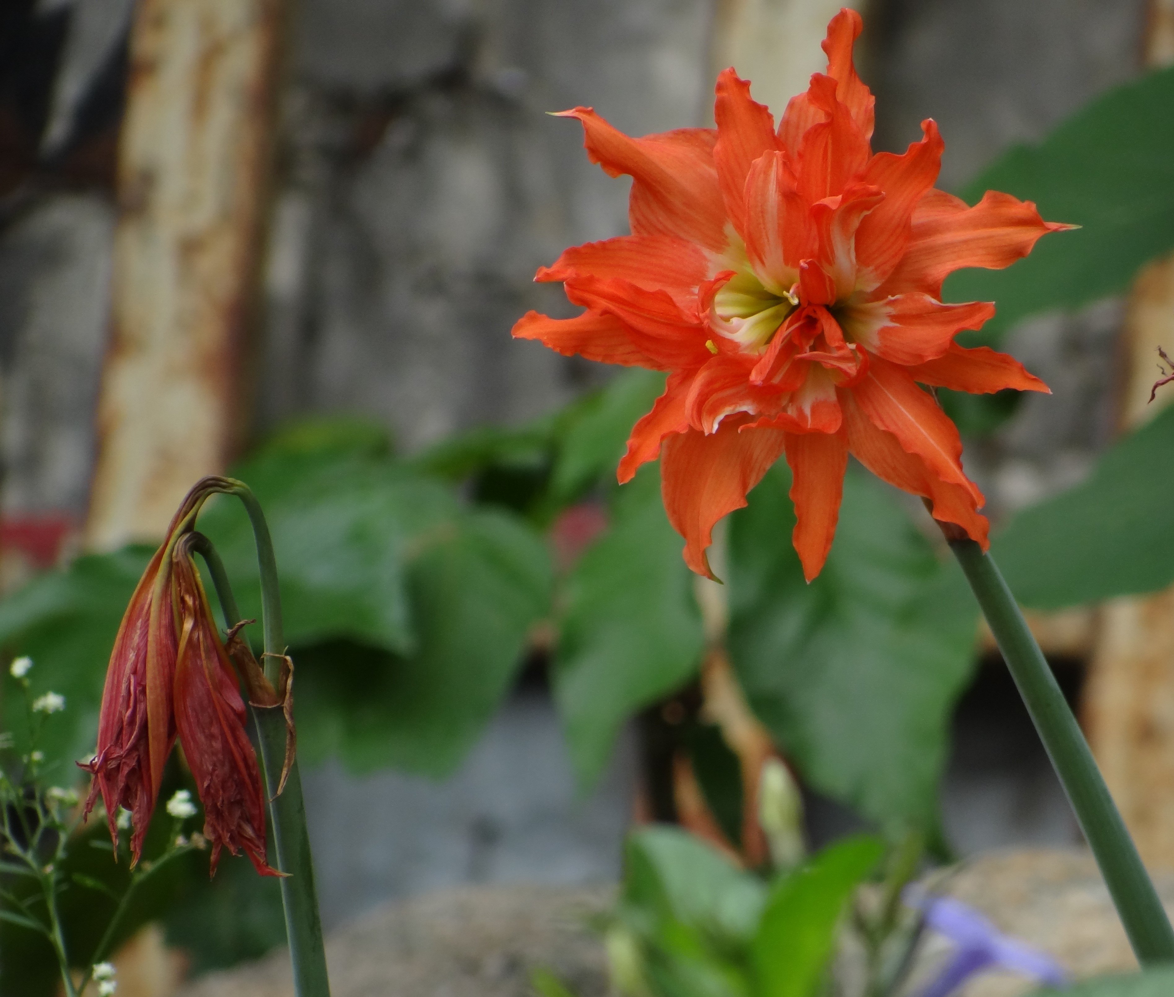 flowerscontestTahia1.JPG