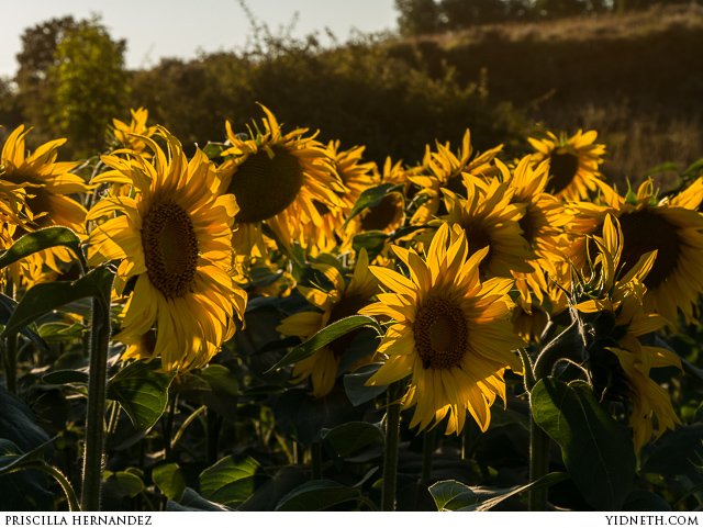 priscilla Hernandez sunflowers - by priscilla Hernandez (yidneth.com).jpg