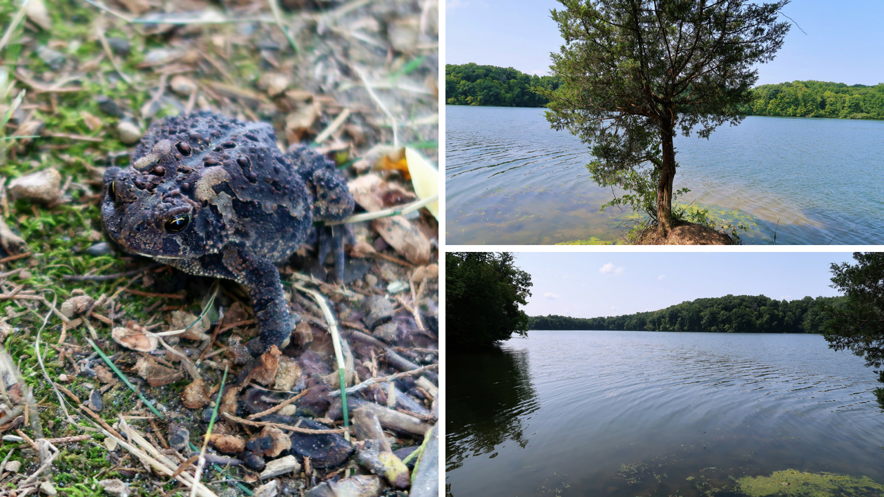 Lieber State Recreation Area at Cagles Mill Lake (13).png