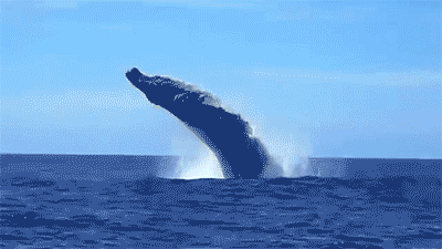 whale.gif