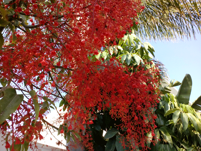 Brachychiton-acerifolium-6.gif