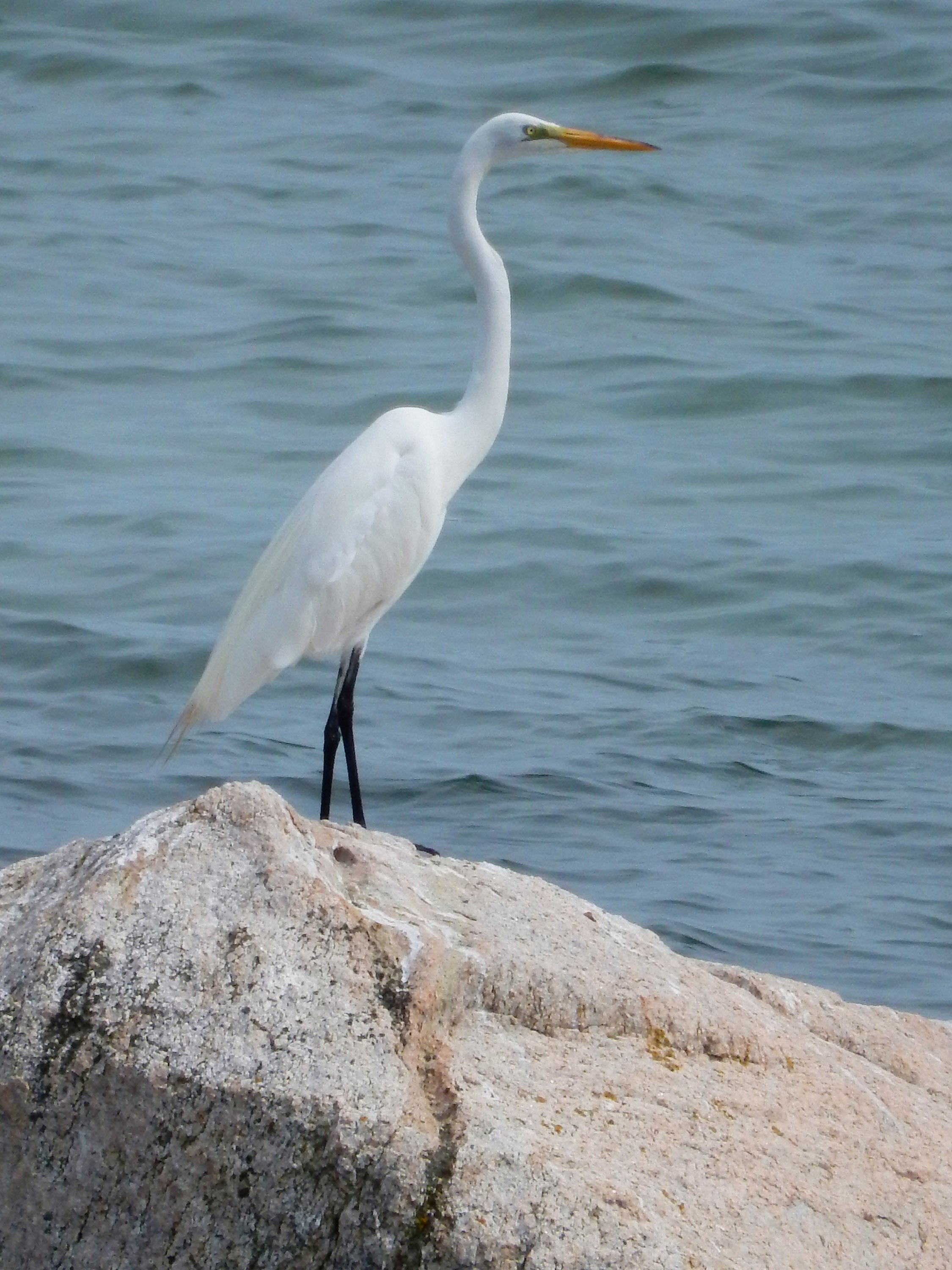 june10egret2.jpg