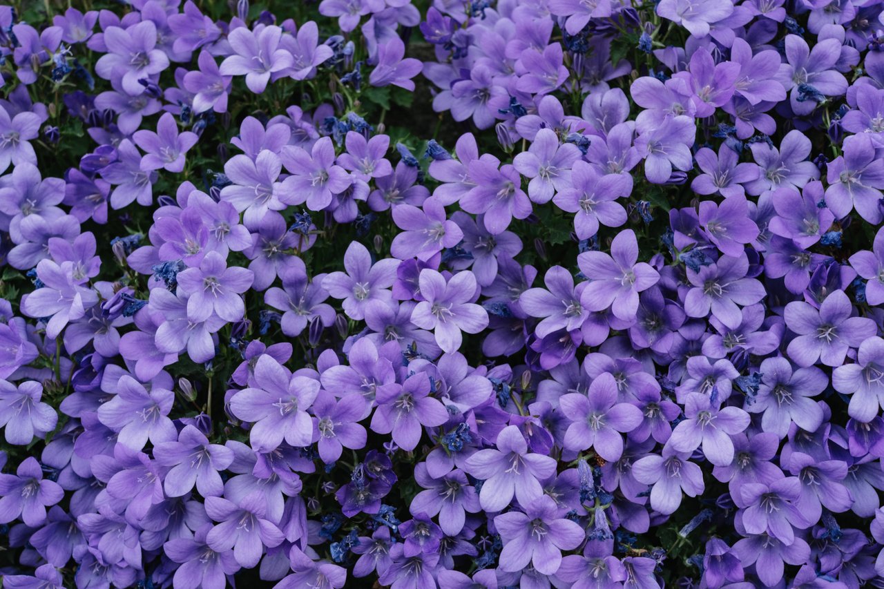 purple-flowers-with-green-leaves-4671738.jpg